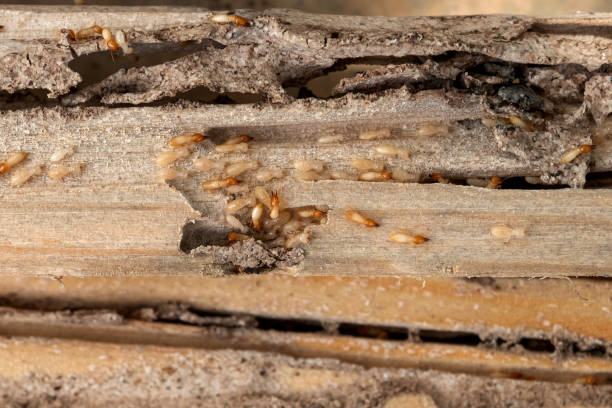 Best Wasp Removal Services  in Village Of The Branch, NY